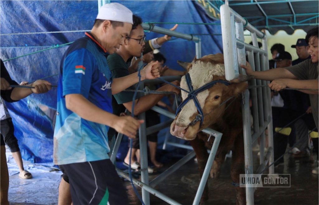 Laporan Penimbangan dan Penyembelihan Empat Sapi Qurban di UNIDA Gontor: Berat Bersih Total 735,77 Kg untuk Distribusi